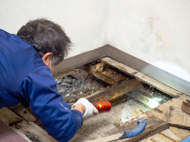 Best Black Mold Removal  in Sturgeon, PA