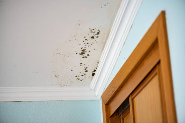 Best Residential Mold Removal  in Sturgeon, PA