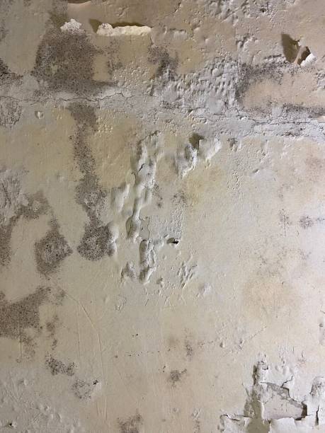 Best Emergency Mold Removal  in Sturgeon, PA