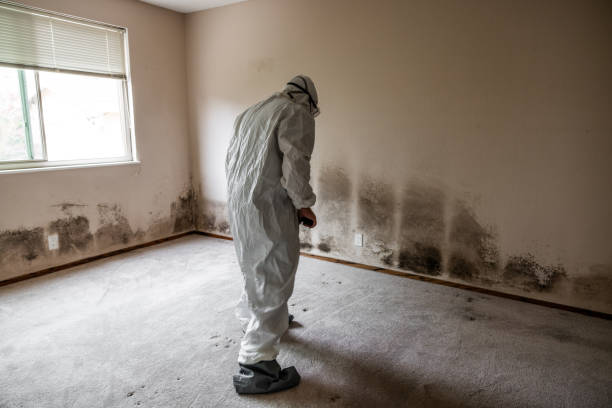 Best Mold Testing  in Sturgeon, PA
