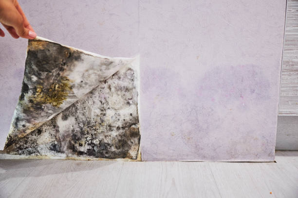 Best Same-Day Mold Removal  in Sturgeon, PA